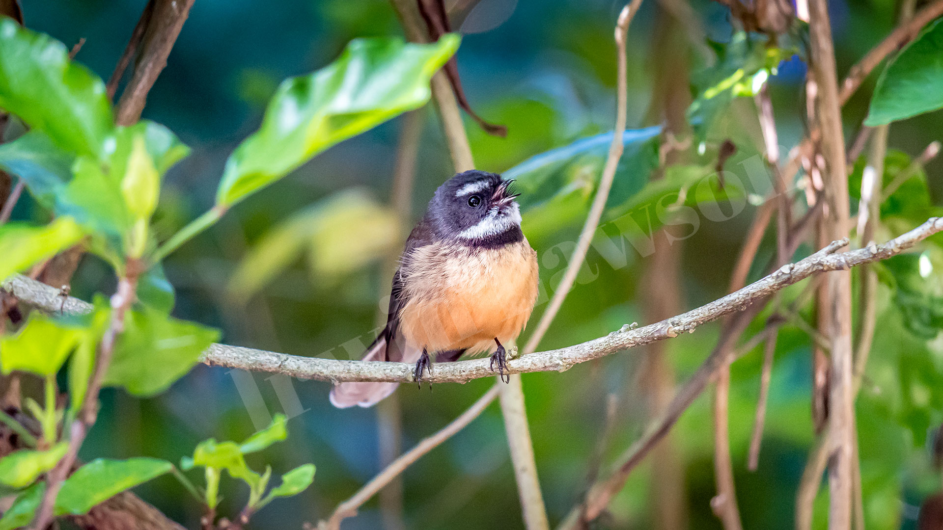 New. Zealand Fantail/Piwakawaka