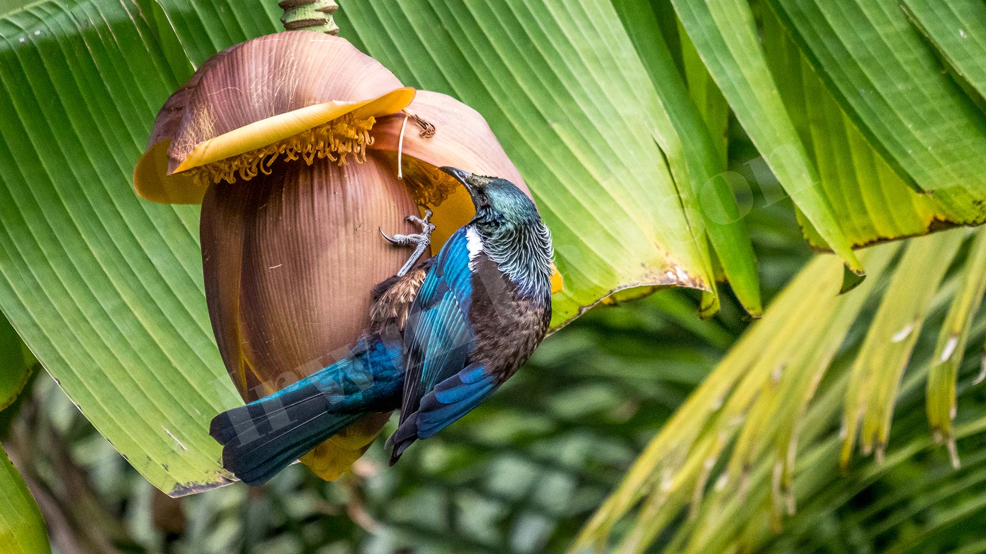 New Zealand Tui