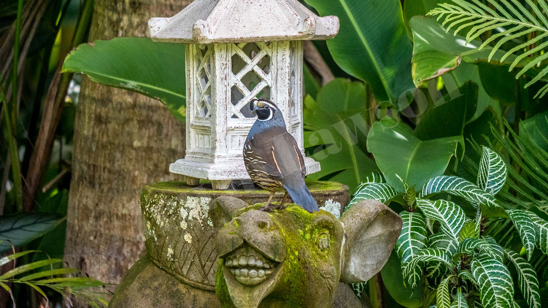 California Quail