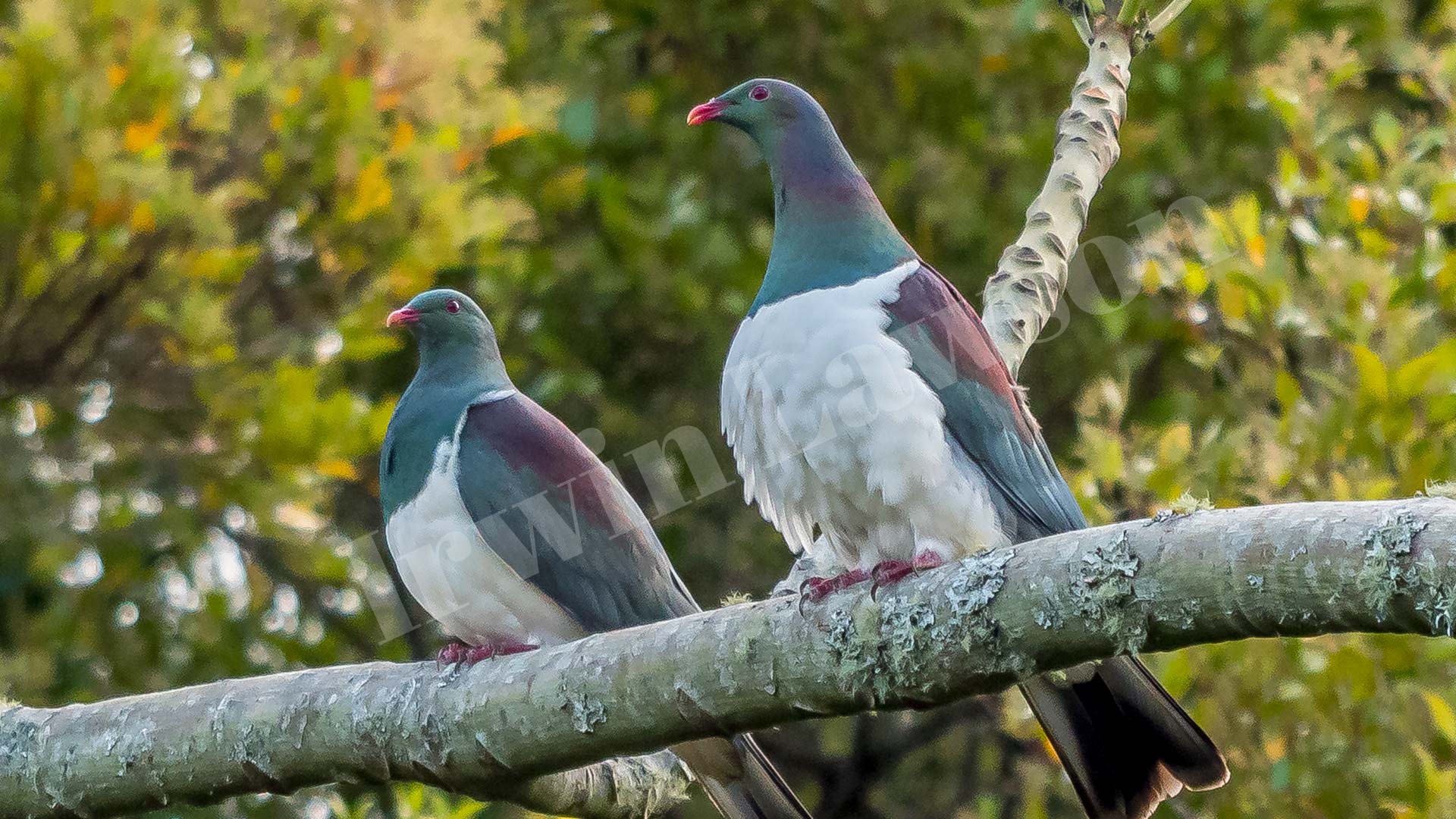 New Zealand Wood Pigeon - Kereru