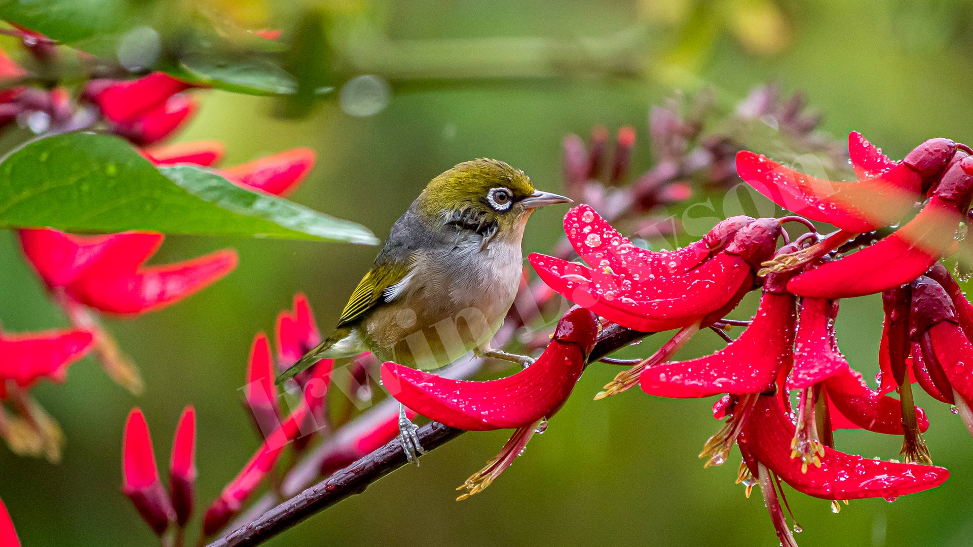 New Zealand Waxeye - Tauhou