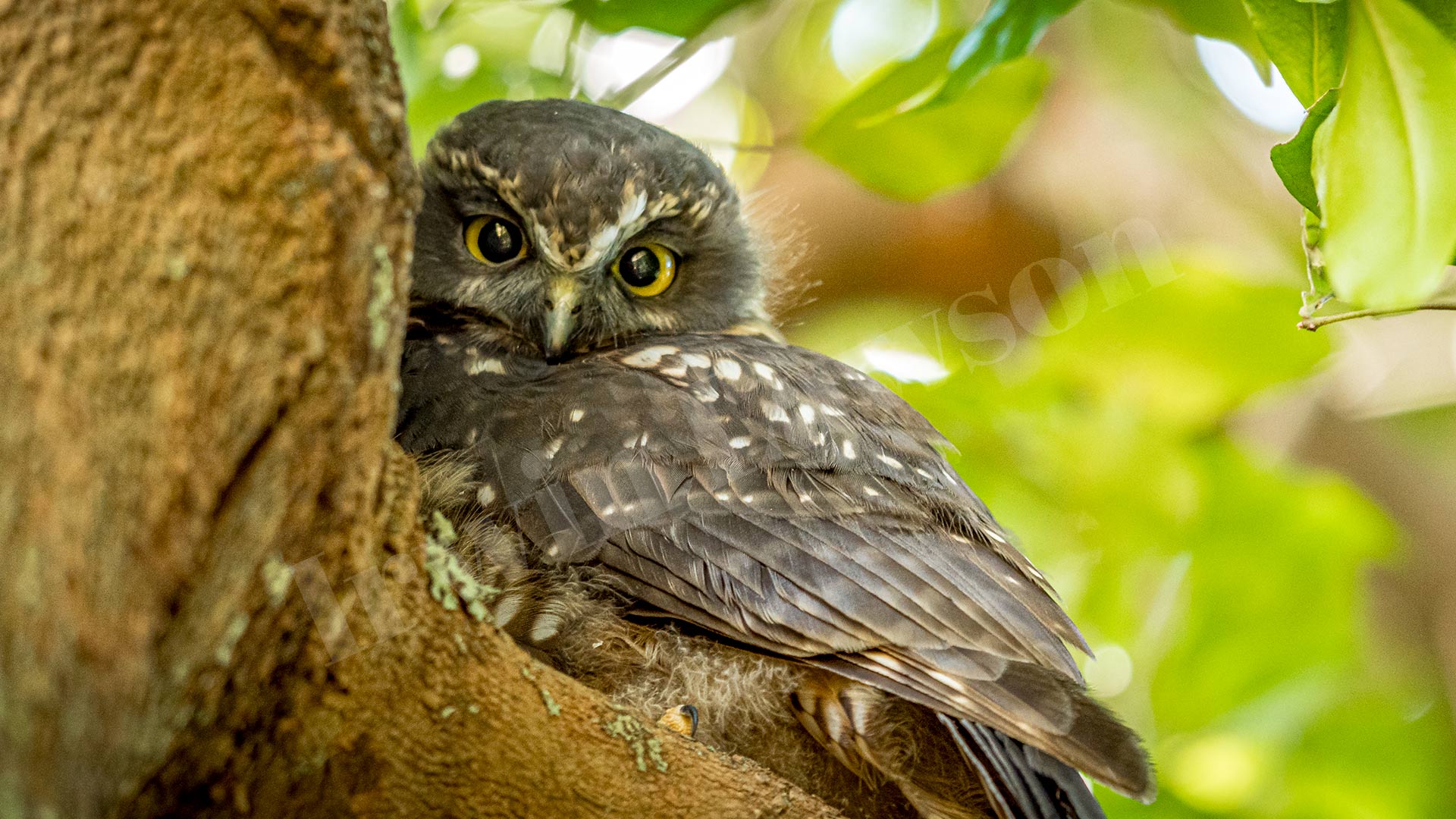 Morepork/Ruru Fledgling