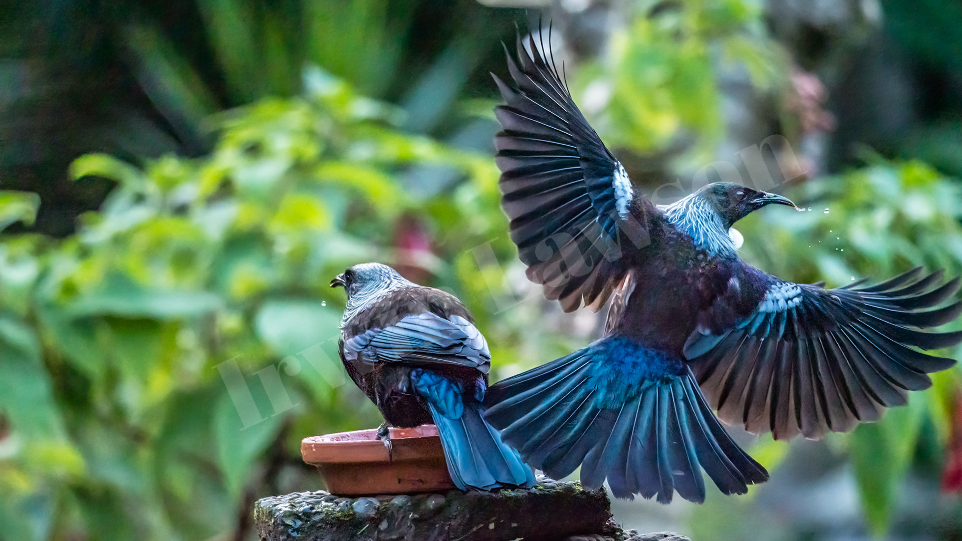 New Zealand Tui