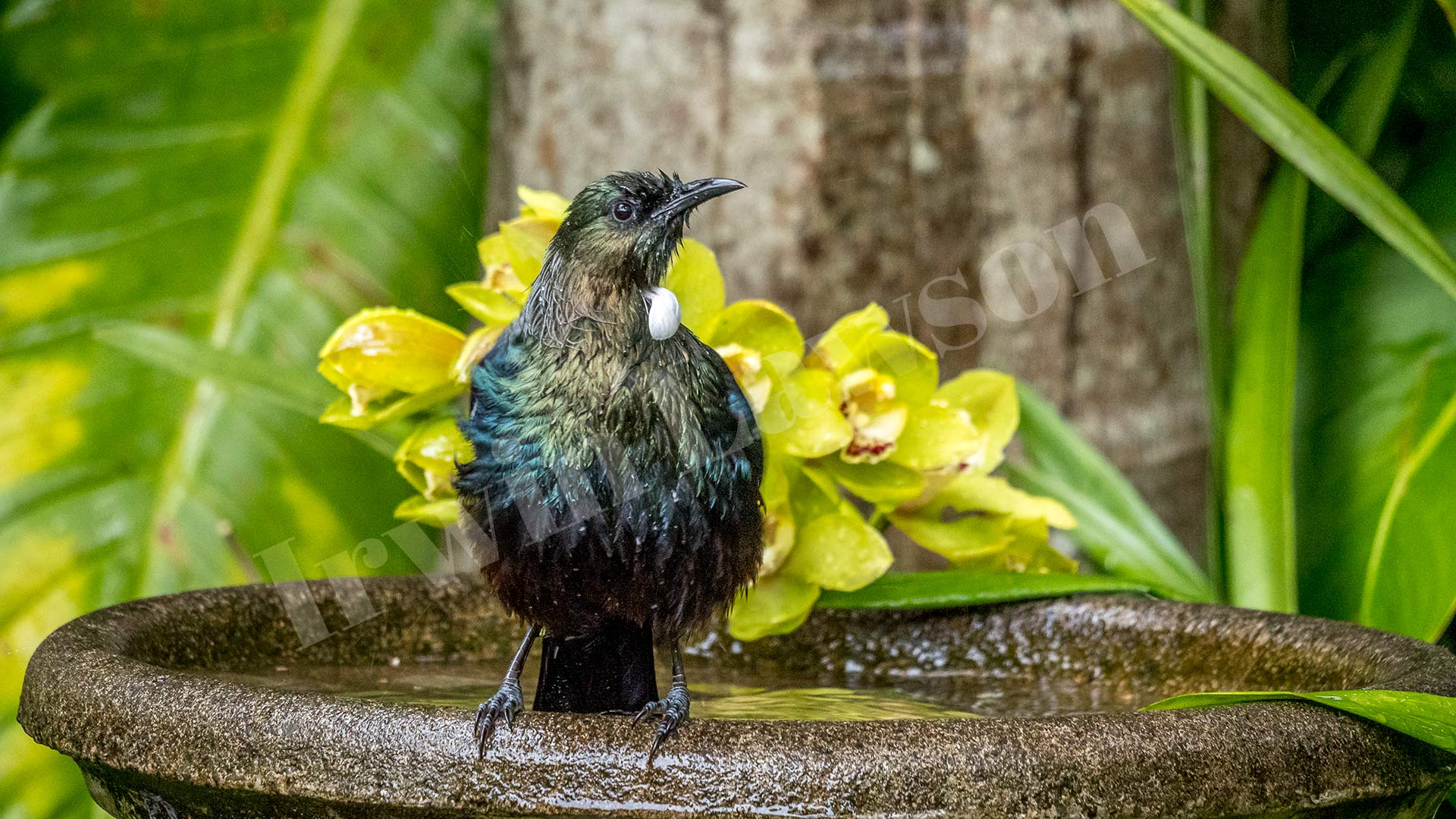 New Zealand Tui