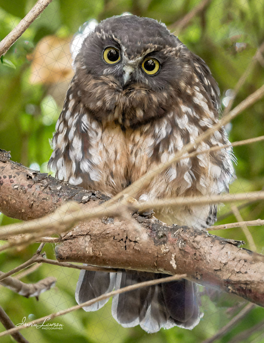 Fridge Magnet Postcard Morepork/Ruru Female Parent