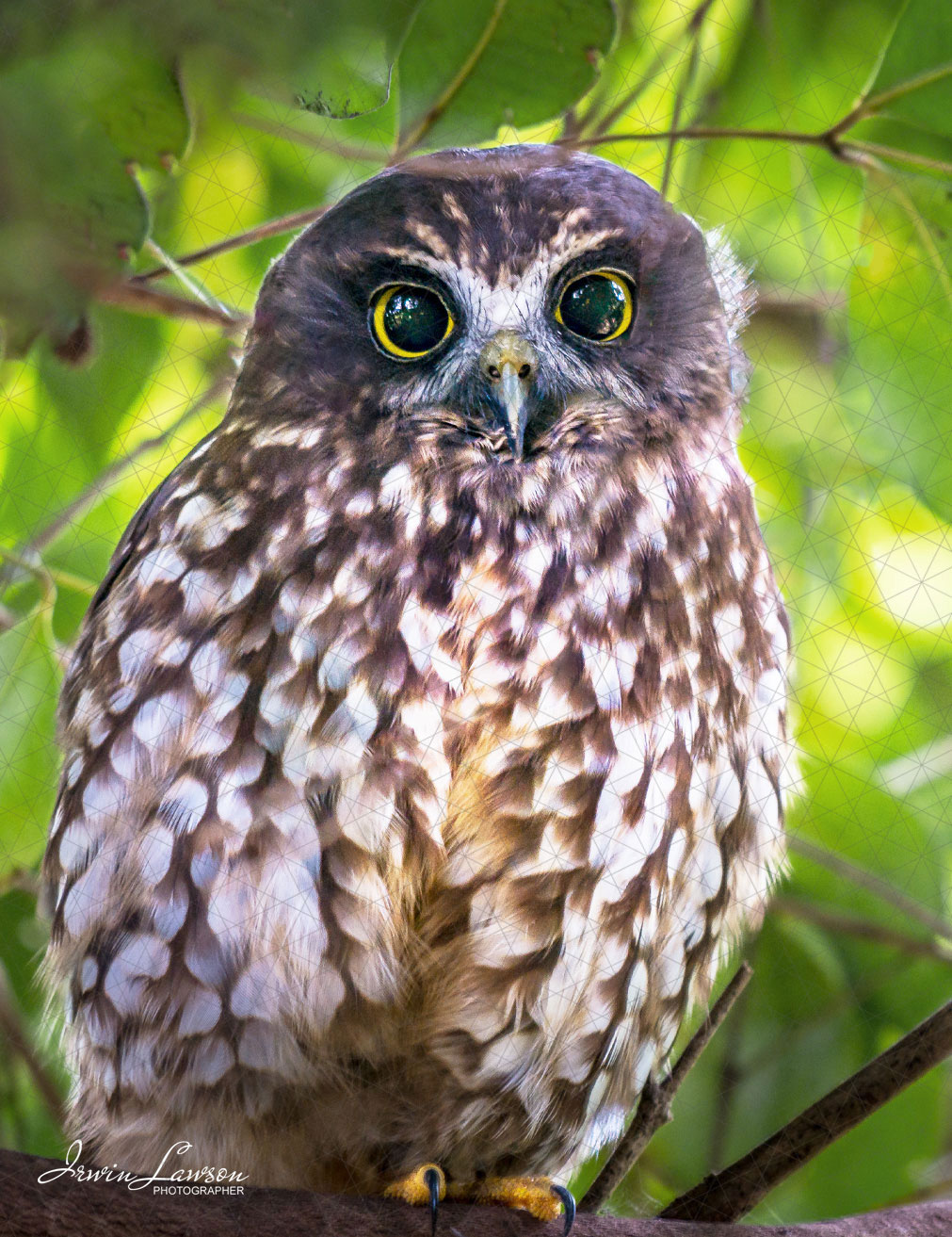 Fridge Magnet Postcard Morepork/Ruru Female Huia