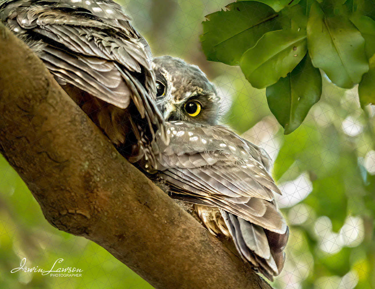 morepork-ruru-chicks-2402