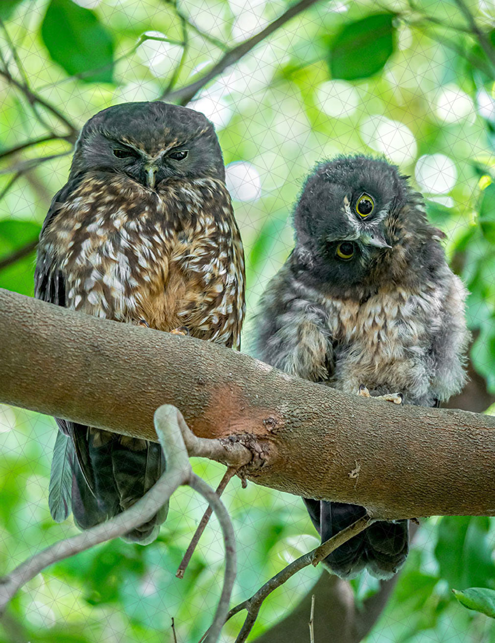 morepork-ruru-mother-and-chick-2410
